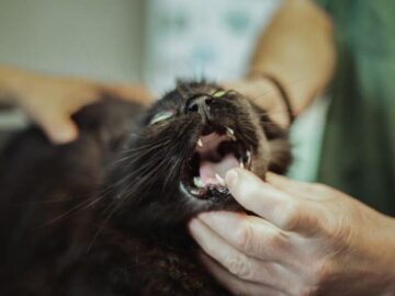 Thumbnail Sonhar com Engasgando um Gato