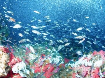 Sonhar com Banco de Peixes