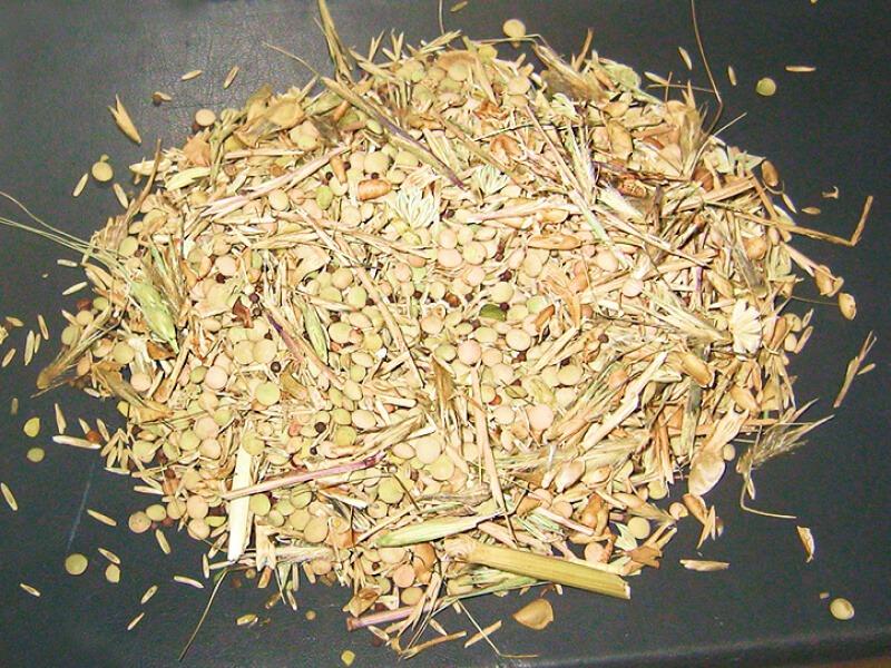 Sonhar com Varrendo Lentilhas