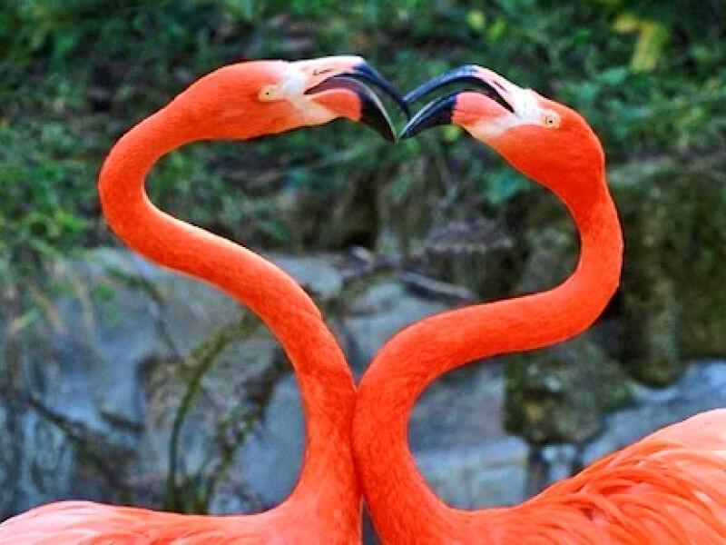Sonhar com Beijo no Pescoço