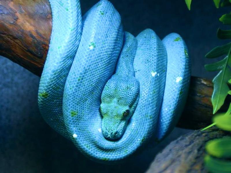Sonhar com Boa Azul