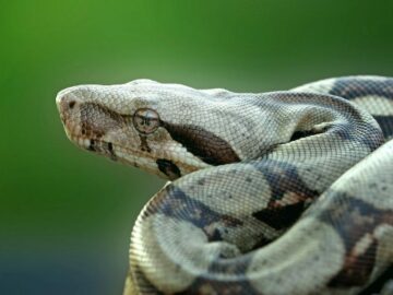 Thumbnail Sonhar com Boa Constrictor
