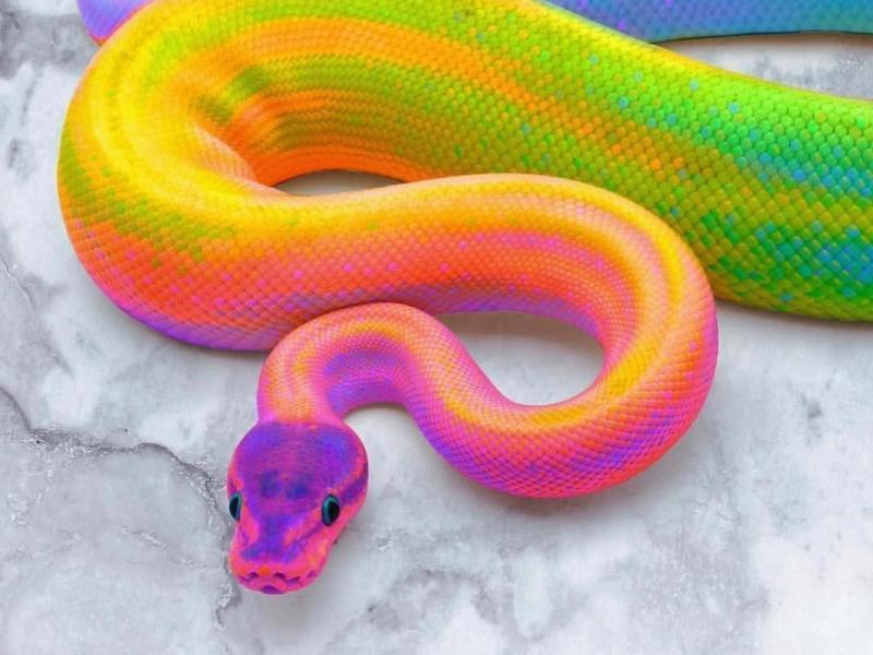 Sonhar com Boa Colorida