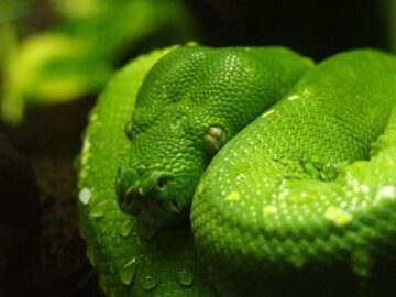 Sonhar com Boa Verde