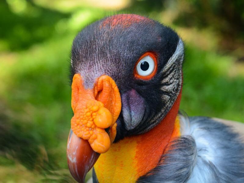 Sonhar com Urubus Coloridos