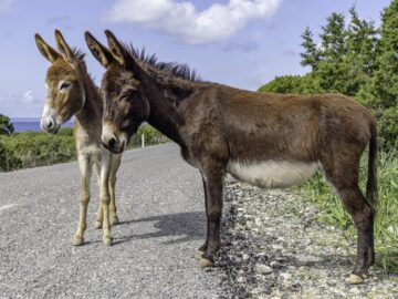 Sonhar com Burros