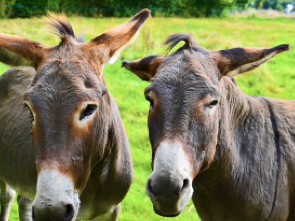Sonhar com Burros Abandonados