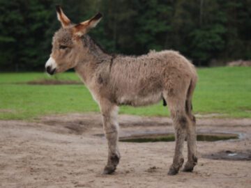 Thumbnail Sonhar com Burros Bebês