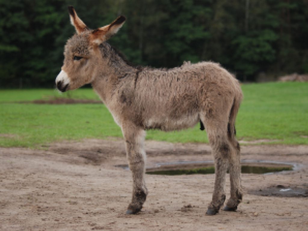 Sonhar com Burros Bebês