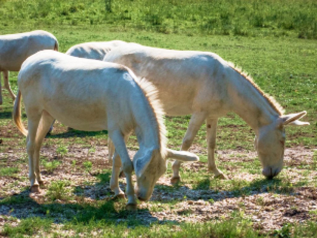 Sonhar com Burros Brancos