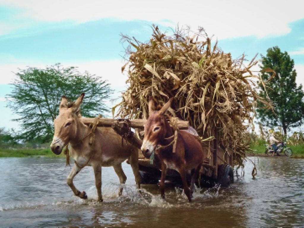 Sonhar com Burros Carregados