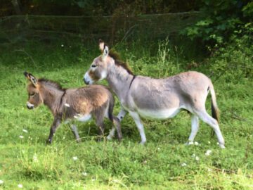 Sonhar com Burros de Corrida