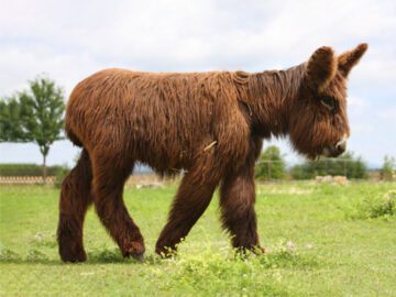 Sonhar com Burros Gigantes