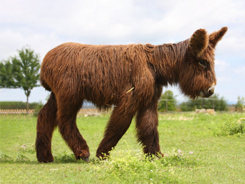 Sonhar com Burros Gigantes