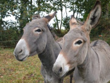 Sonhar com Burros Cinzentos
