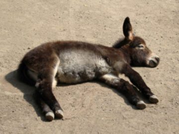 Sonhar com Burros Mortos