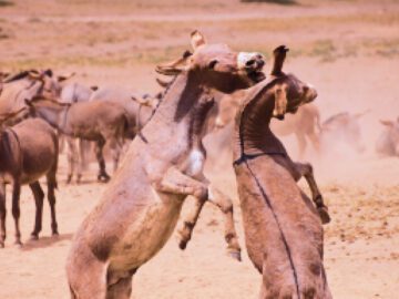 Sonhar com Burros Brigando