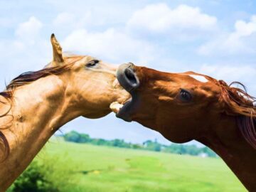 Thumbnail Sonhar com Cavalo Agressivo