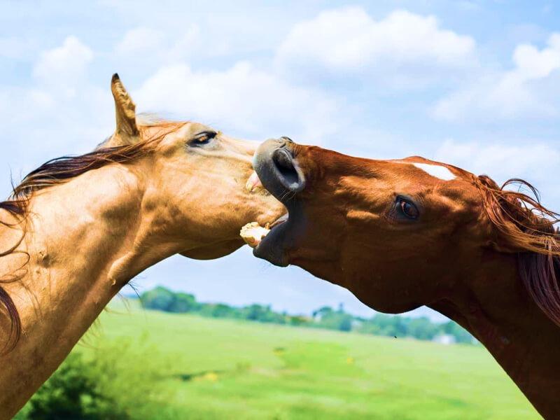 Sonhar com Cavalo Agressivo