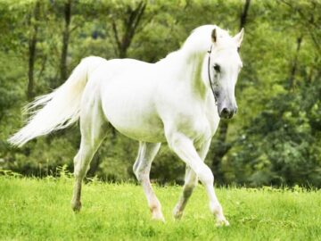 Thumbnail Sonhar com Cavalo Branco