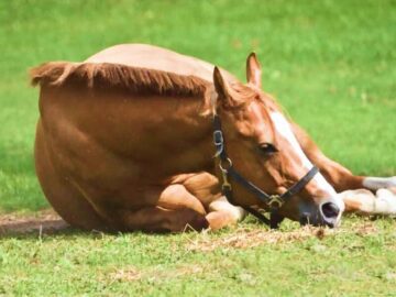 Thumbnail Sonhar com Cavalo Cansado