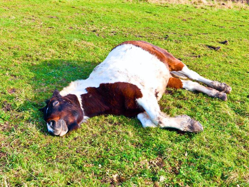 Sonhar com Cavalo Doente