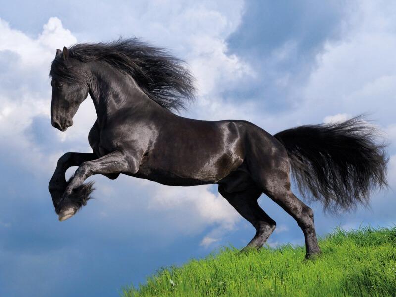 Sonhar com Cavalo Preto