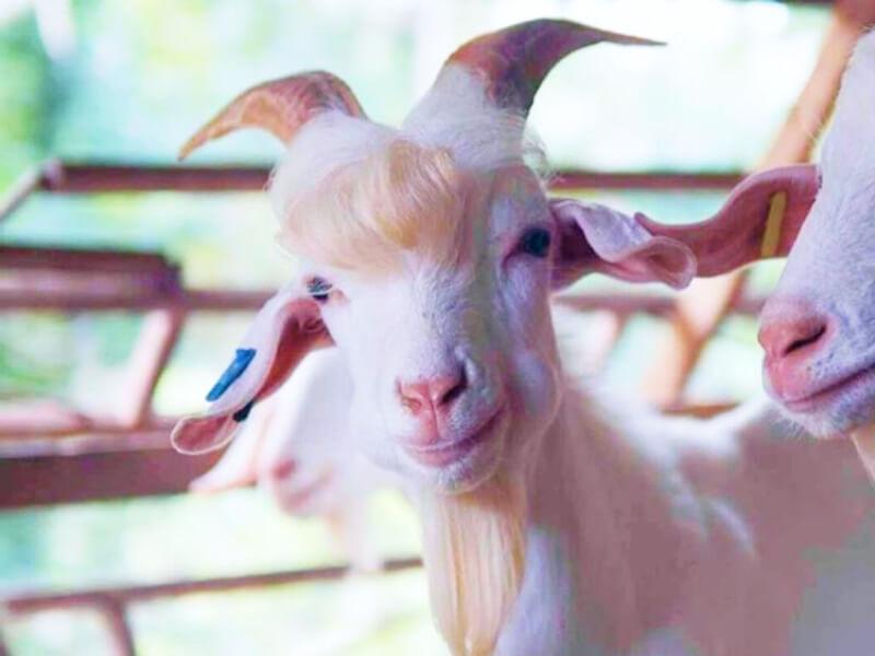 Sonhar com Cabra Bonita