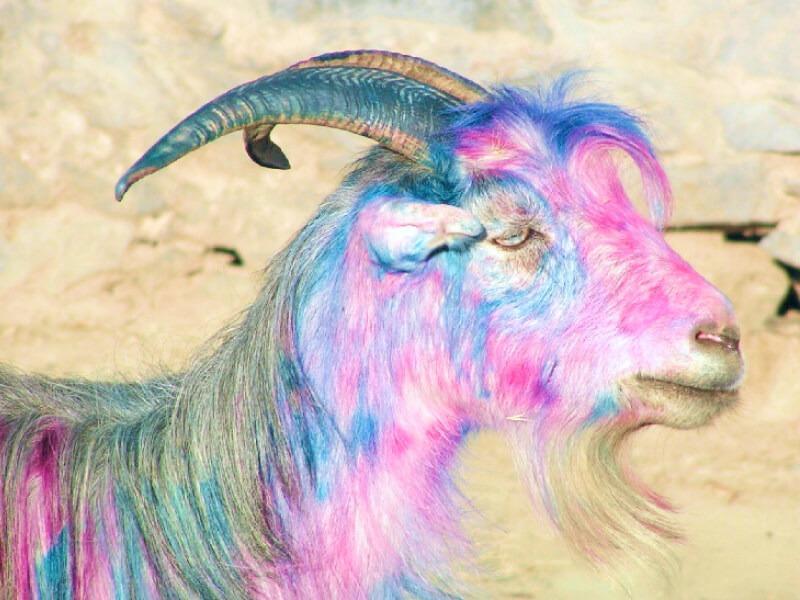 Sonhar com Cabra Colorida