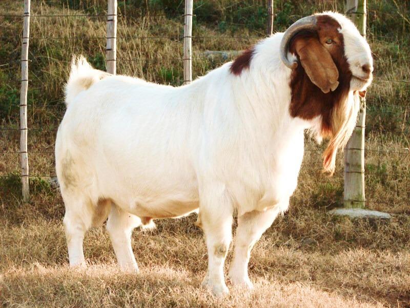 Sonhar com Cabra Gorda