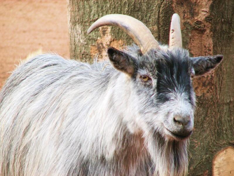 Sonhar com Cabra Cinza