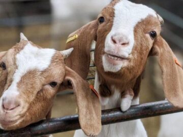 Thumbnail Sonhar com Cabras