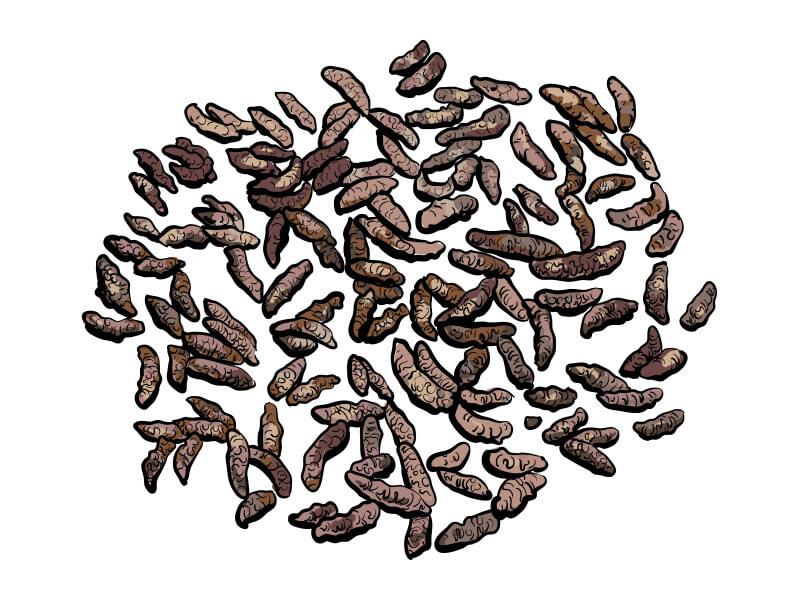 Sonhar com Cocô de Rato