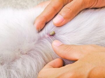 Sonhar com Filhote de Cachorro com Carrapatos