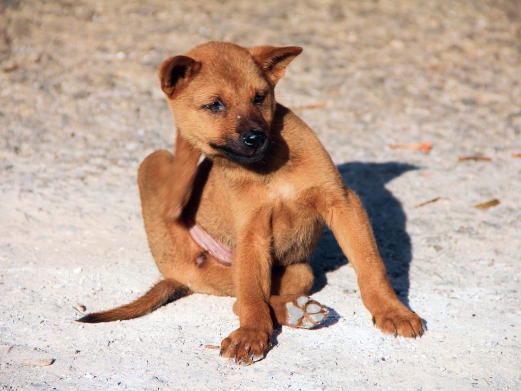 Sonhar com Filhote de Cachorro com Pulgas