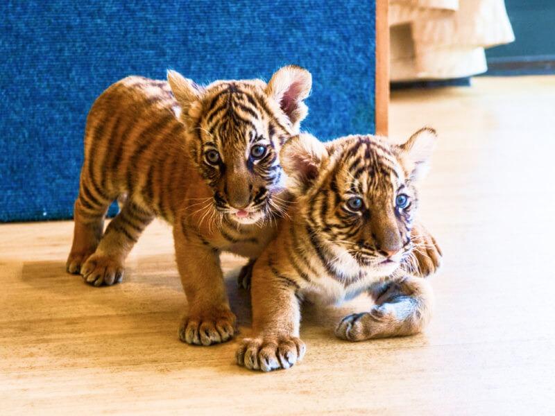 Sonhar com Filhote de Tigre