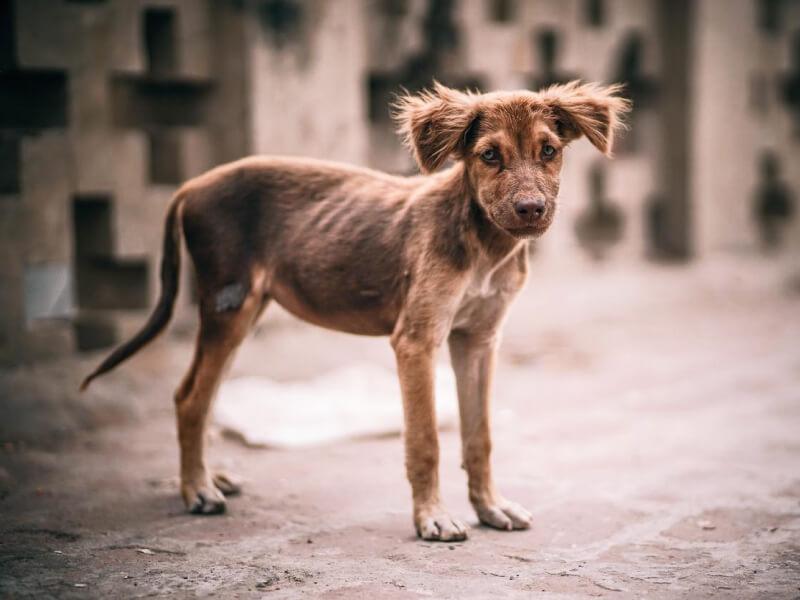 Sonhar com Filhote de Cachorro Magro
