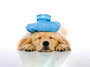 Sonhar com Filhote de Cachorro Doente