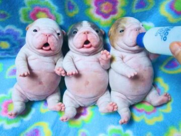 Sonhar com Cachorro Gordo