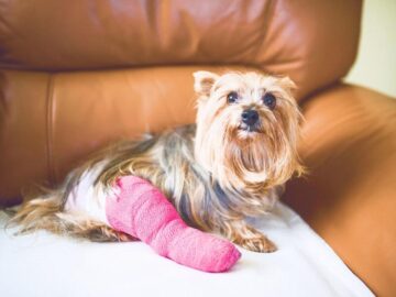 Sonhar com Filhote de Cachorro Machucado