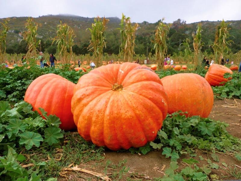 Sonhar com Abóbora Gigante