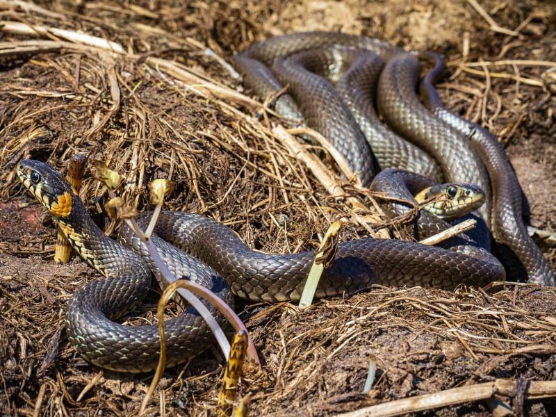 Sonhar com Ninhada de Cobras