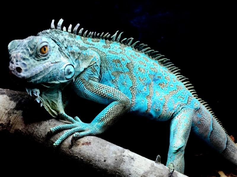 Sonhar com Camaleão Azul