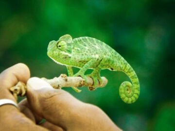 Thumbnail Sonhar com Camaleão Verde