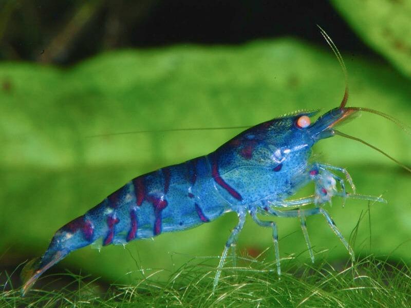 Sonhar com Camarão Azul