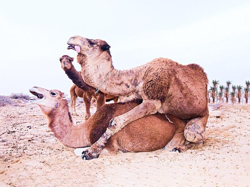 Sonhar com Acasalamento de Camelos