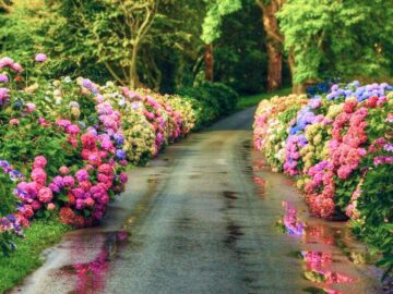 Sonhar com Estrada de Flores