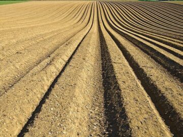 Thumbnail Sonhar com Campo Cultivado