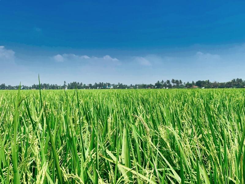 Sonhar com Campo de Arroz