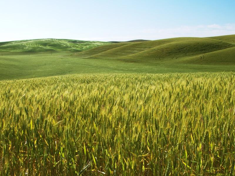 Sonhar com Campo de Cevada